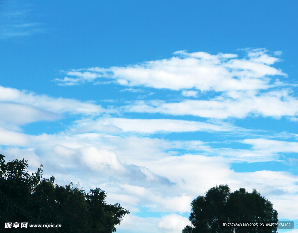 蓝天白云下的树木景观