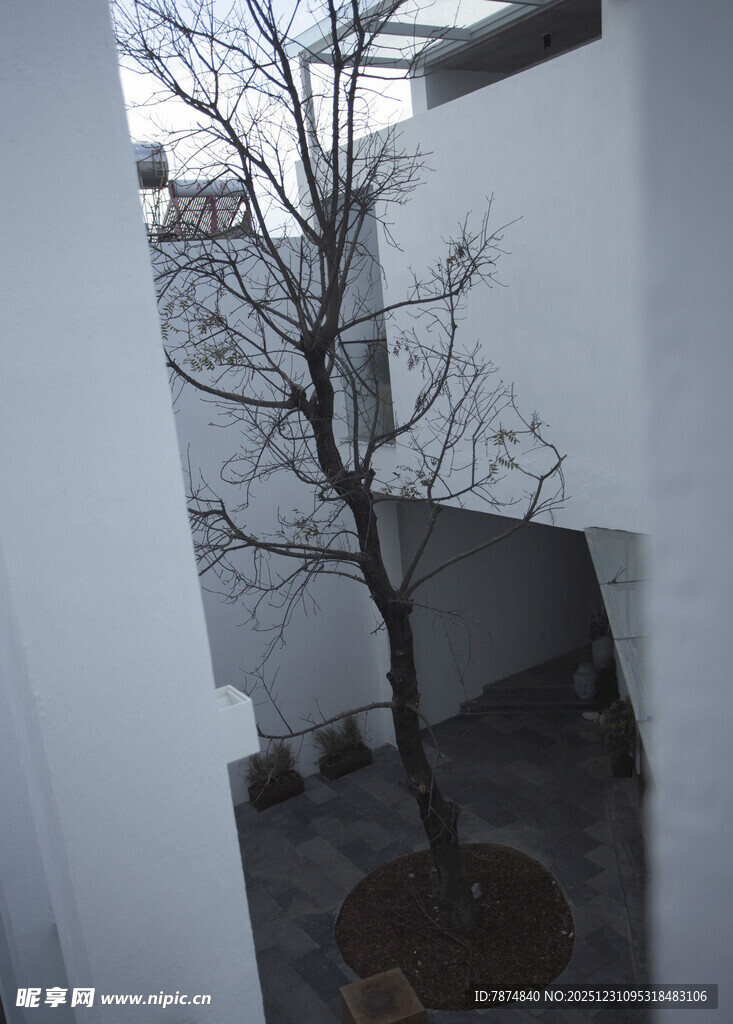 庭院中光秃树木的景象