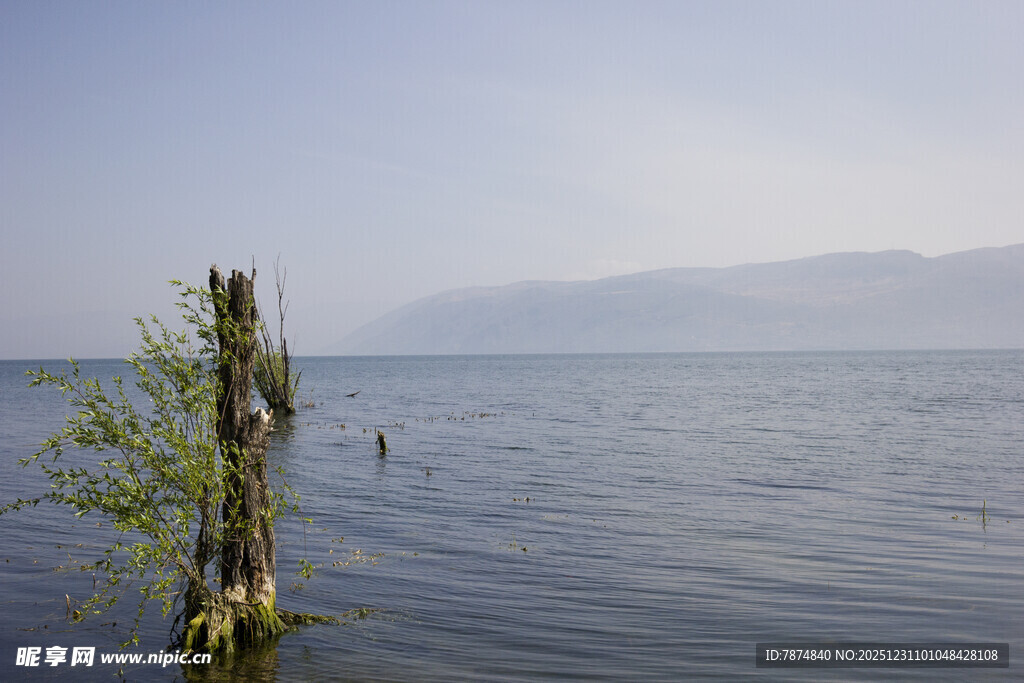 湖畔枯木与新生绿植