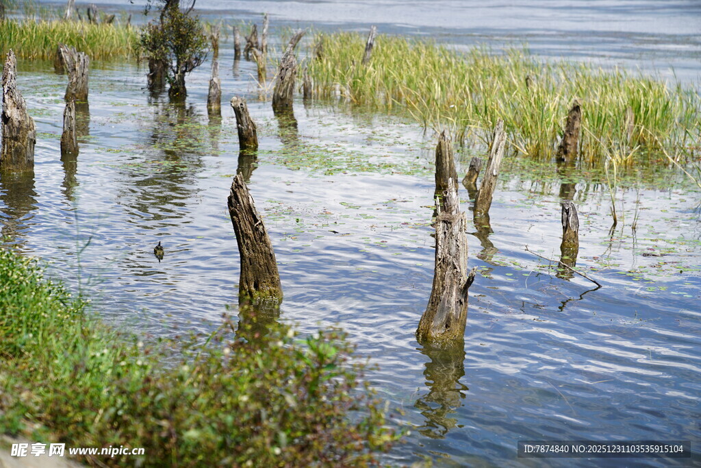 水中枯木与岸边绿植景观