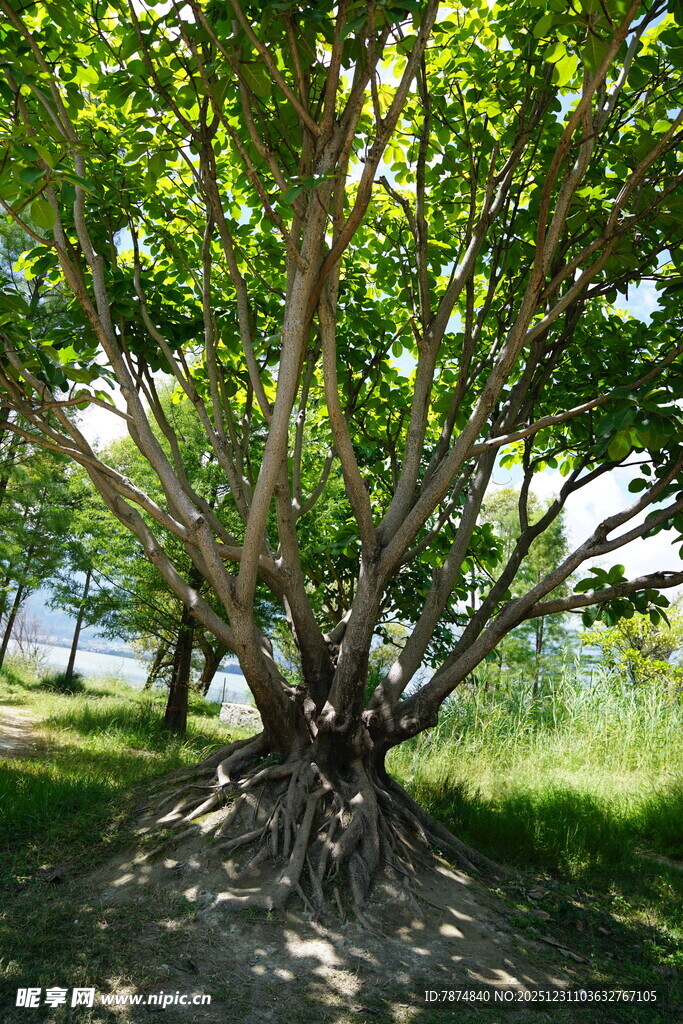 繁茂大树下的静谧景致