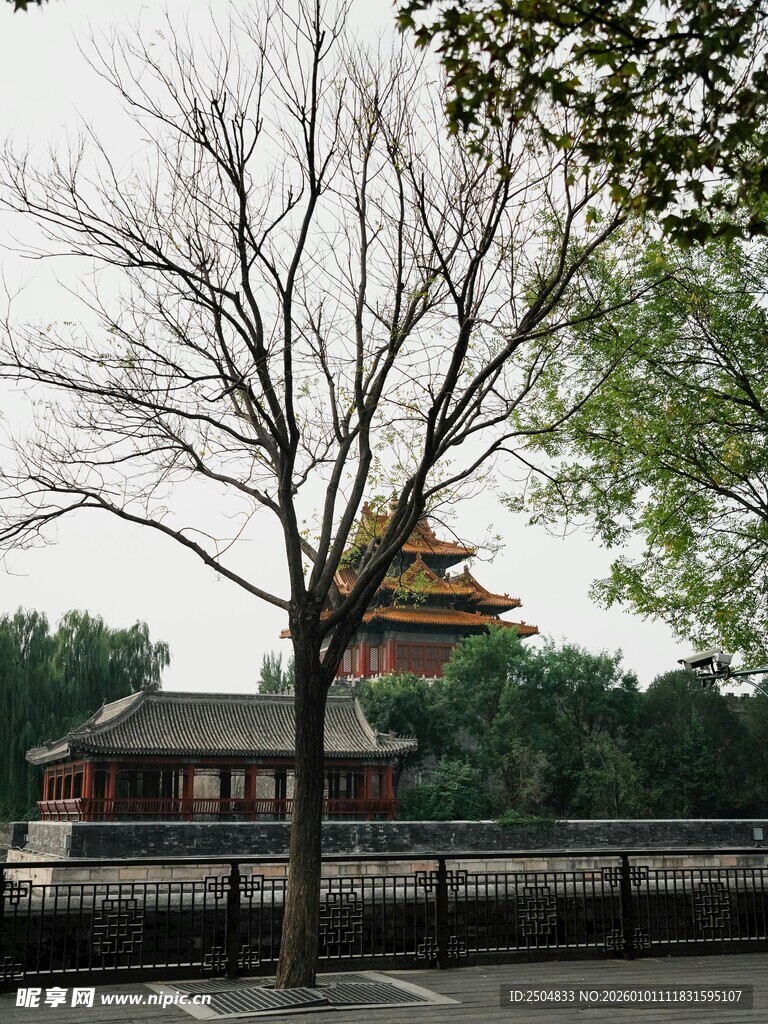 故宫旁枯树与古建筑景观