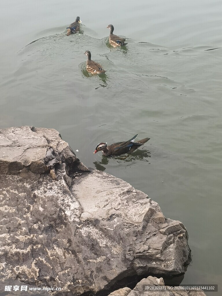 岩石边水中嬉戏的鸭子