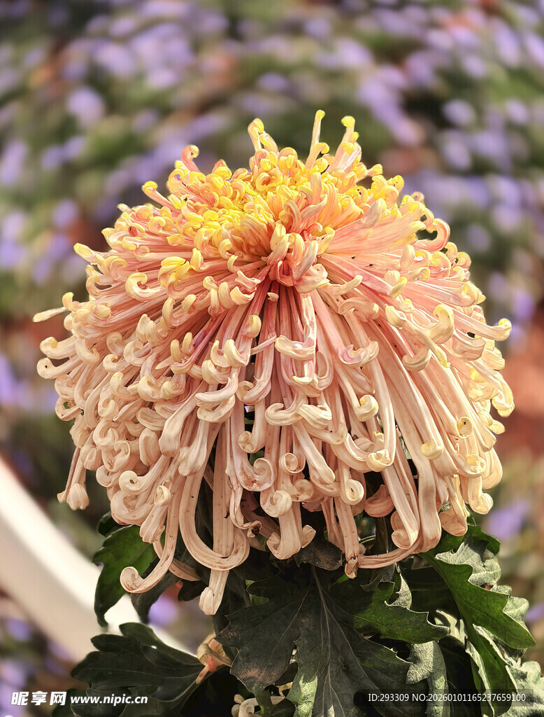 盛开的柔美菊花