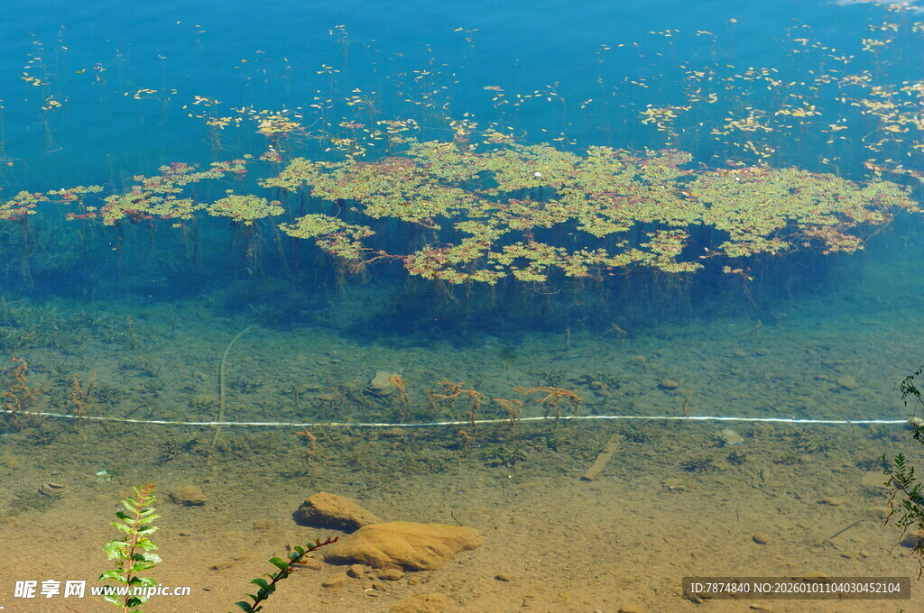 水下景观 漂浮植物与石块