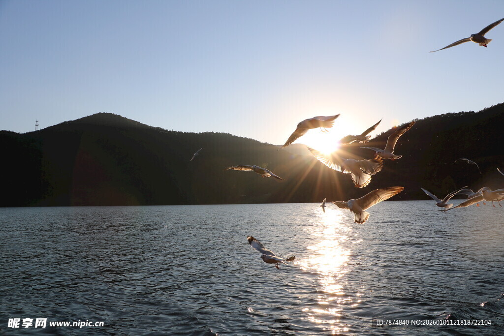 夕阳下飞鸟翔于湖面