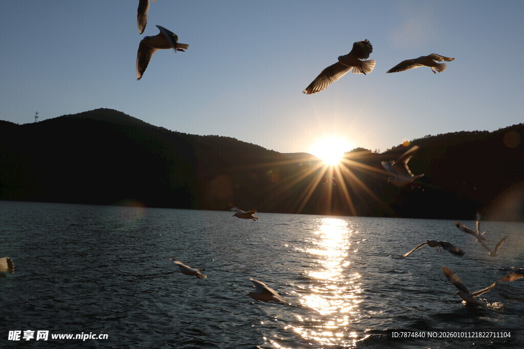 夕阳下飞鸟掠过波光湖面