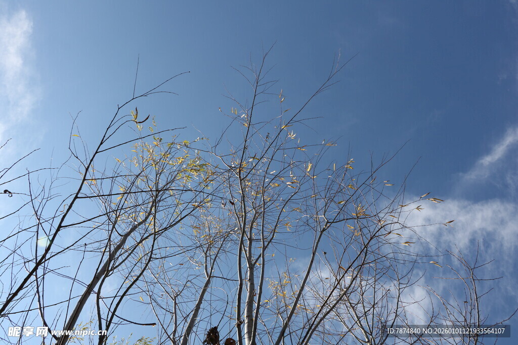 蓝天枯枝景