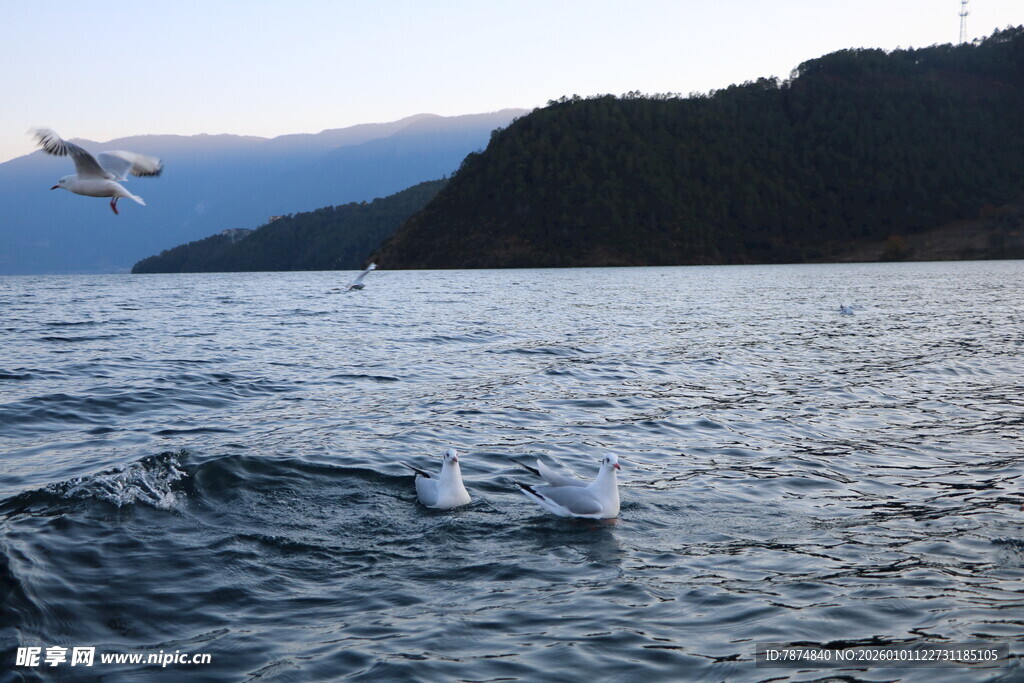 海上飞鸟与壮阔山水景色