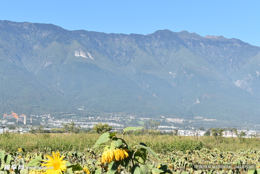向日葵田与远山美景