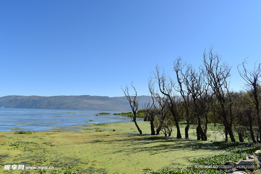 湖畔枯树 尽显自然野趣
