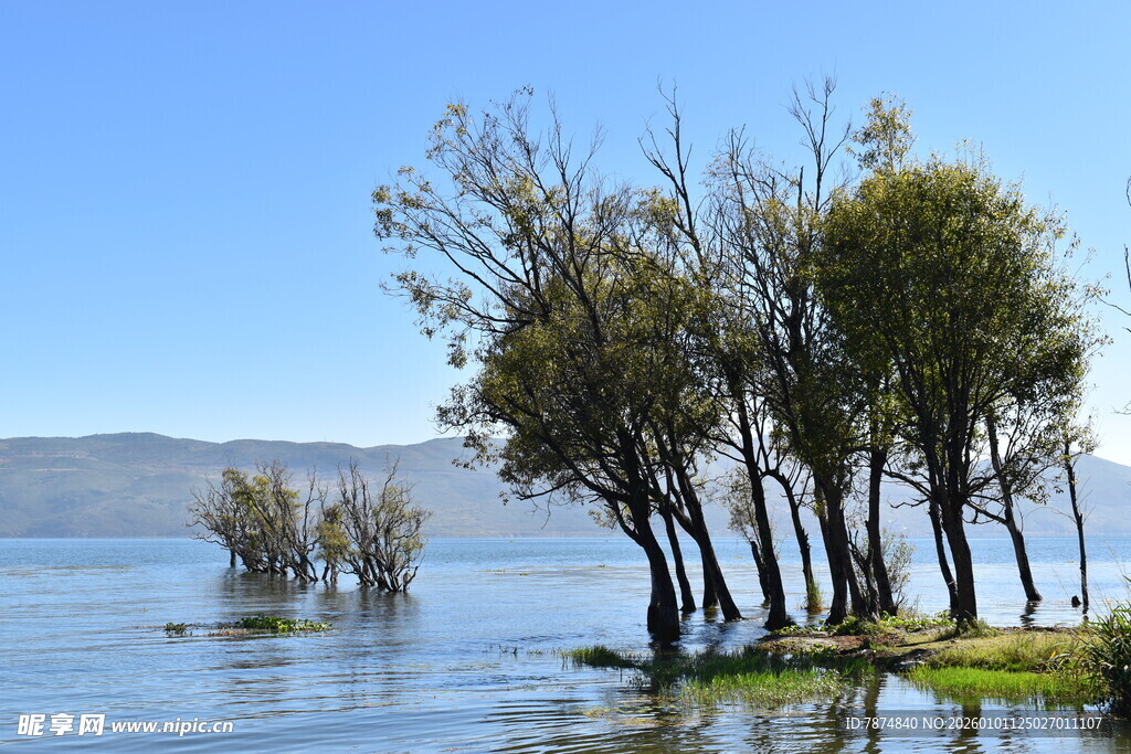 水中树木景观 宁静美好