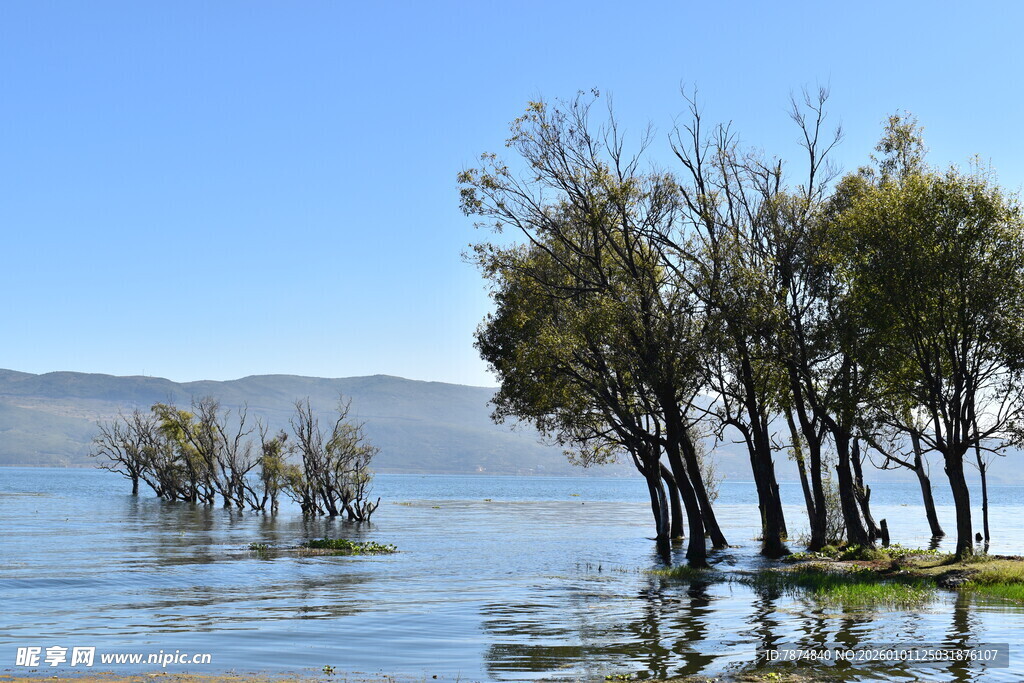水中树木的静谧湖景