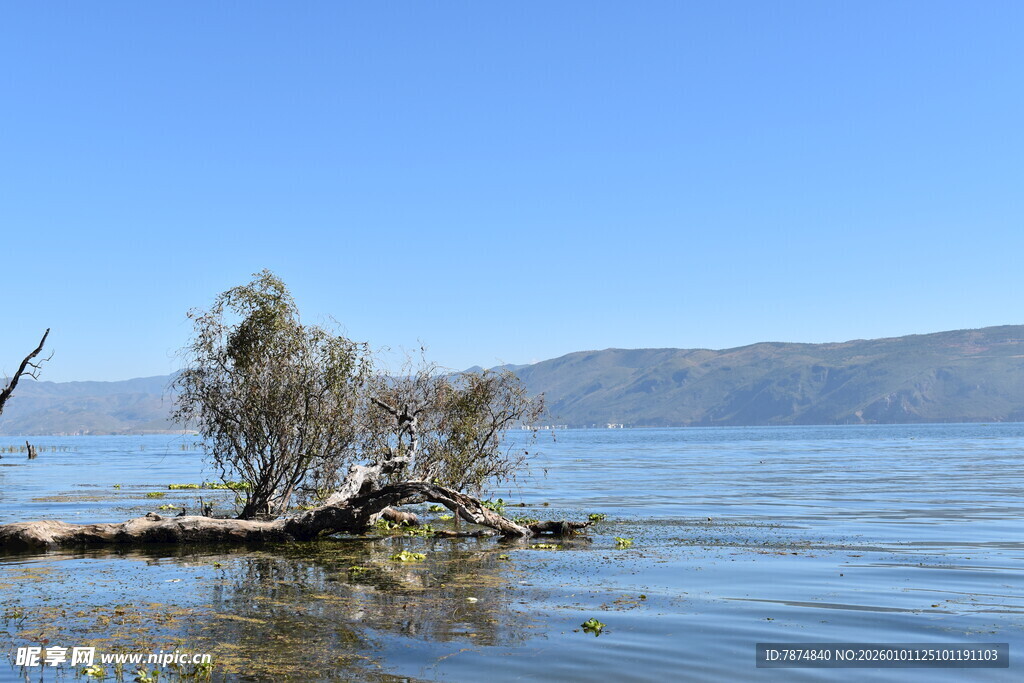 湖畔孤树 静美湖景风光