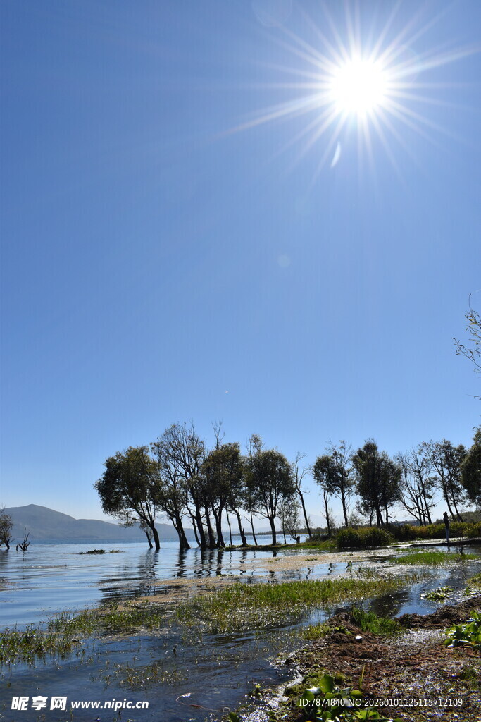 湖畔阳光树林美景