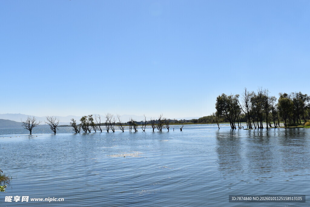 水上树林景观 静谧美好