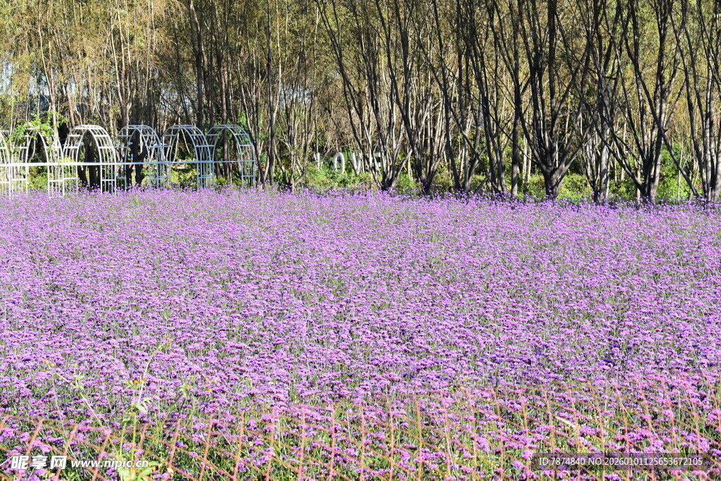 紫色花海中的烂漫景致