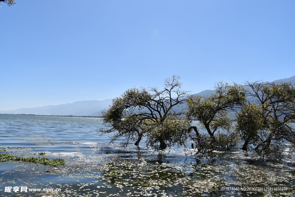 海边枯树 独特自然景致