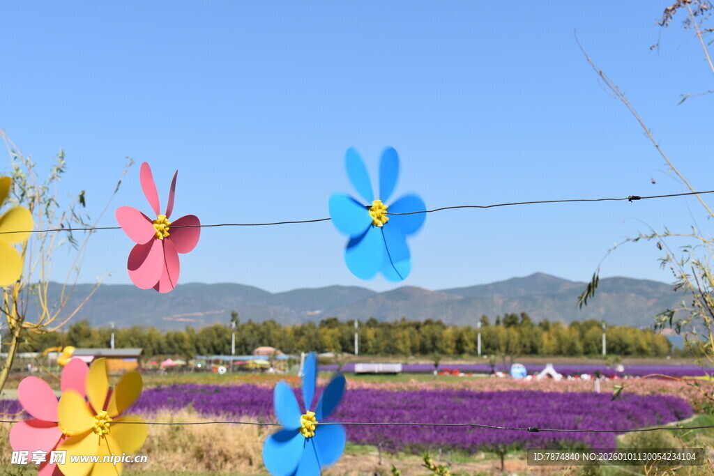 多彩花朵装点紫色花田
