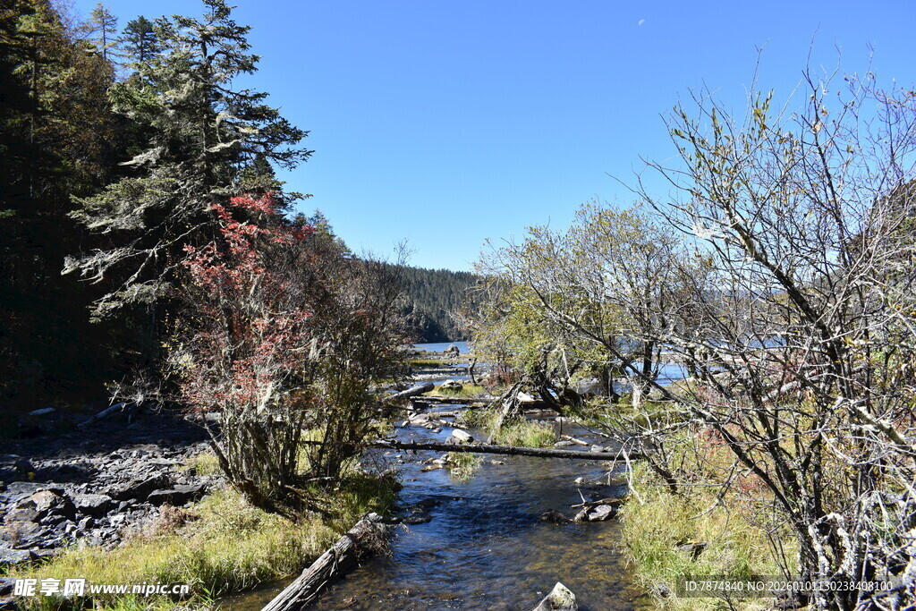 山间溪流旁的多彩树木景观