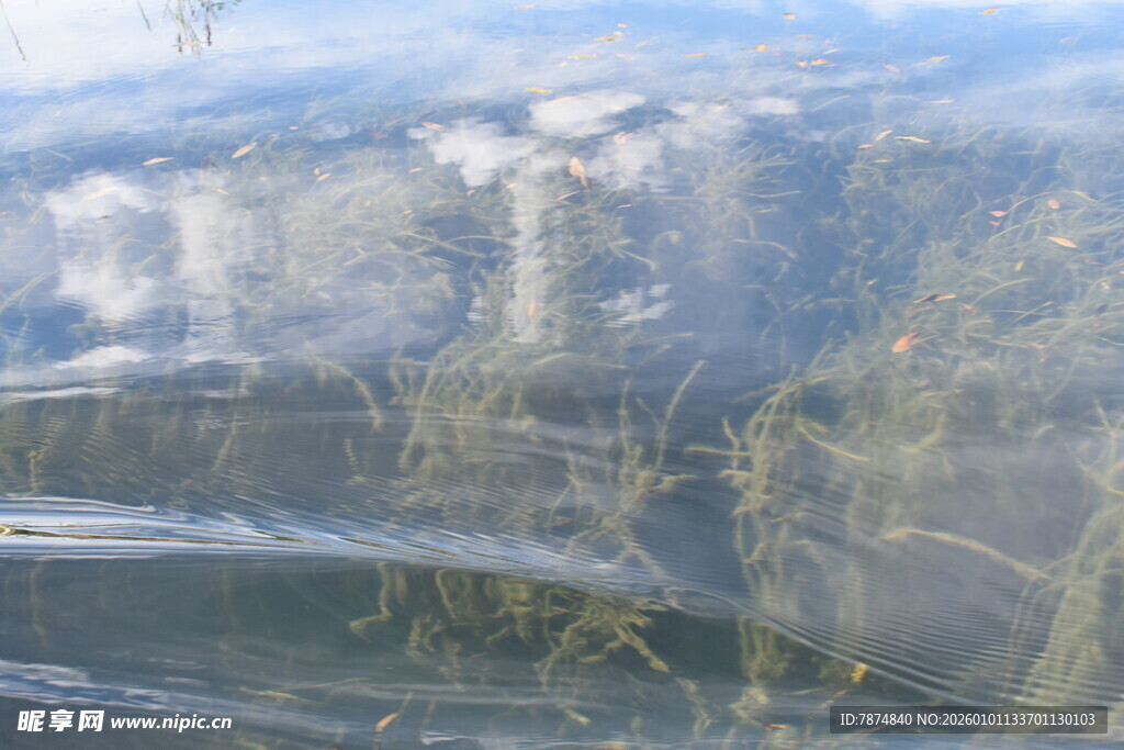 水面下的水草景观