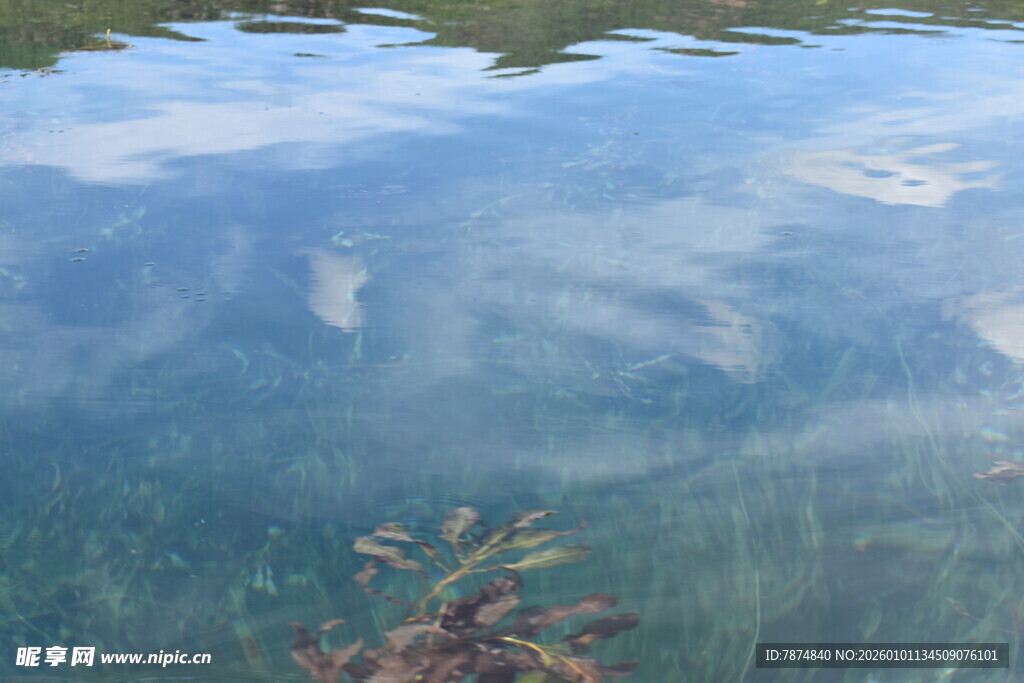 清澈水底的植物倒影