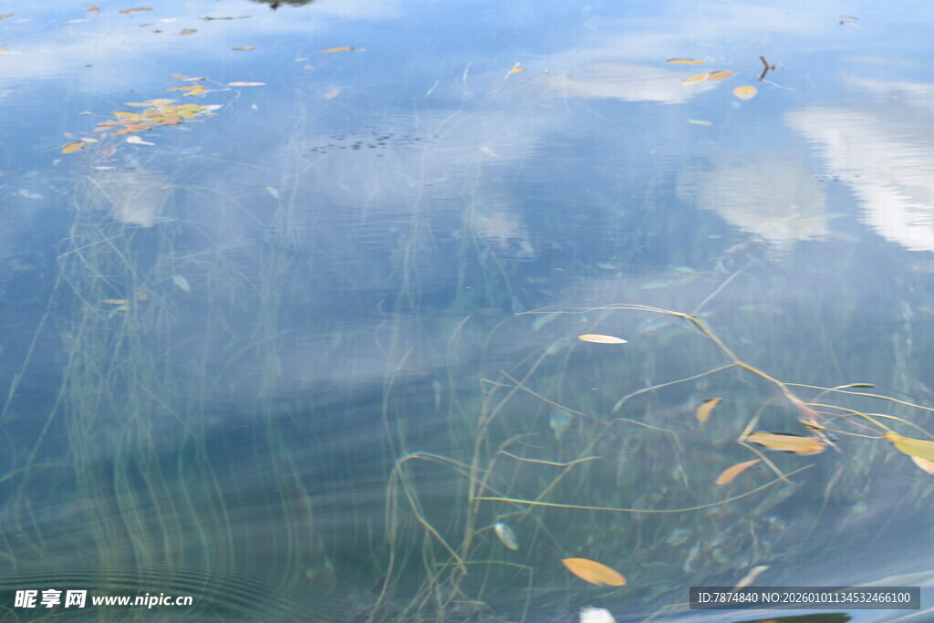 清澈水中漂浮的黄叶