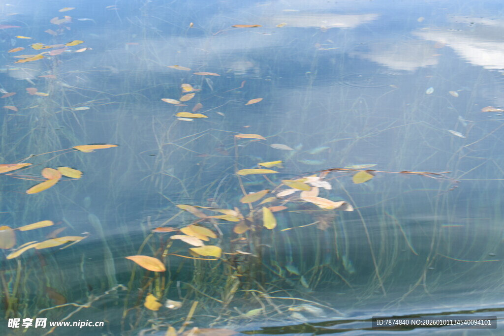 水中漂浮的金黄树叶