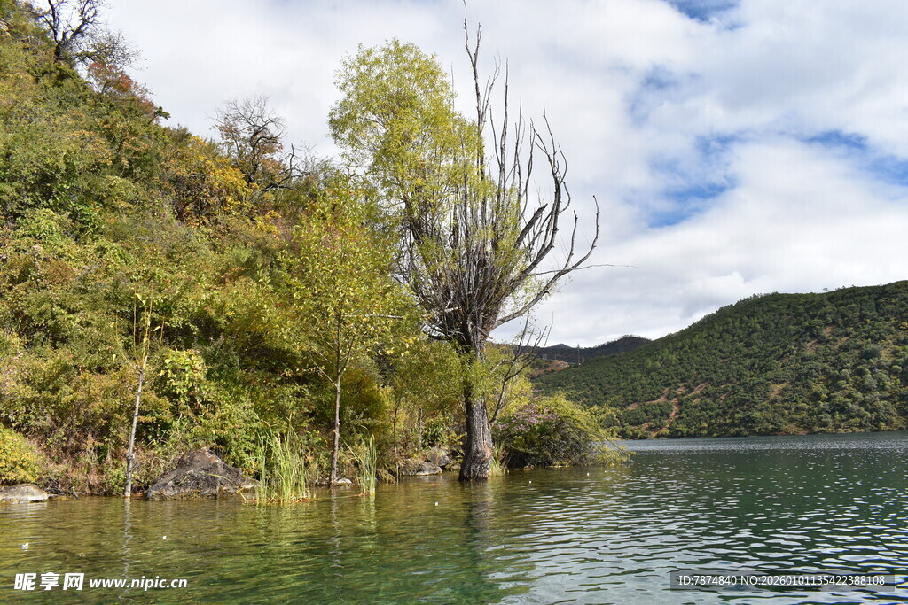 湖畔葱郁树木与清澈湖水