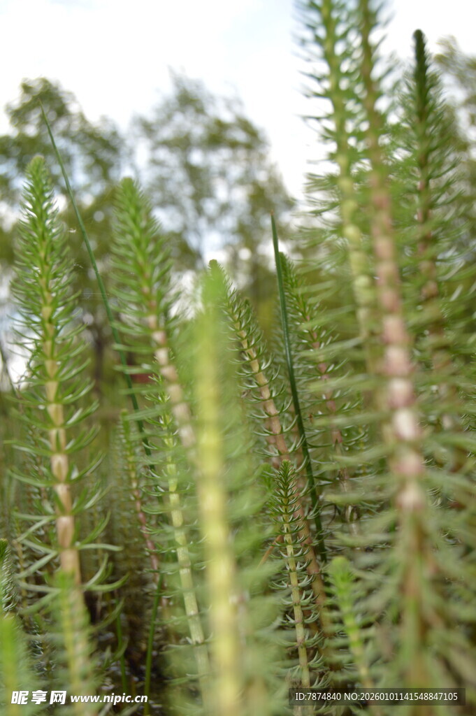 翠绿挺拔的针叶植物