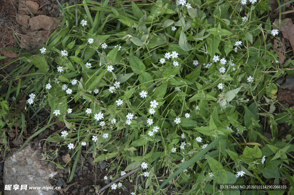 草丛中的白色小花