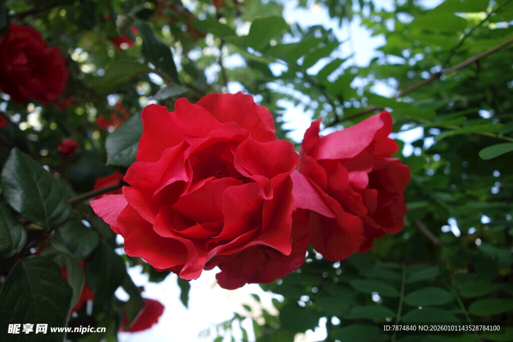 娇艳红玫瑰绽放于绿叶间