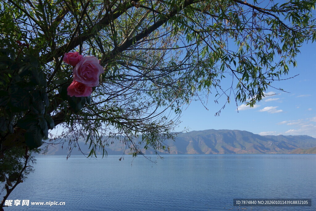 湖畔繁花映蓝天美景