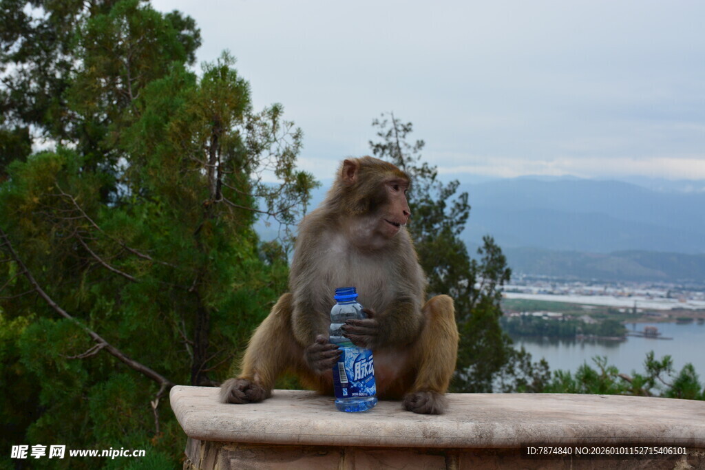 猴子手持饮料眺望远方