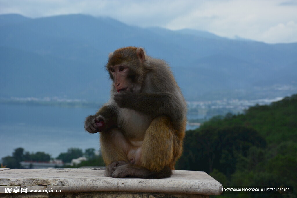 石台上独坐的沉思猴子