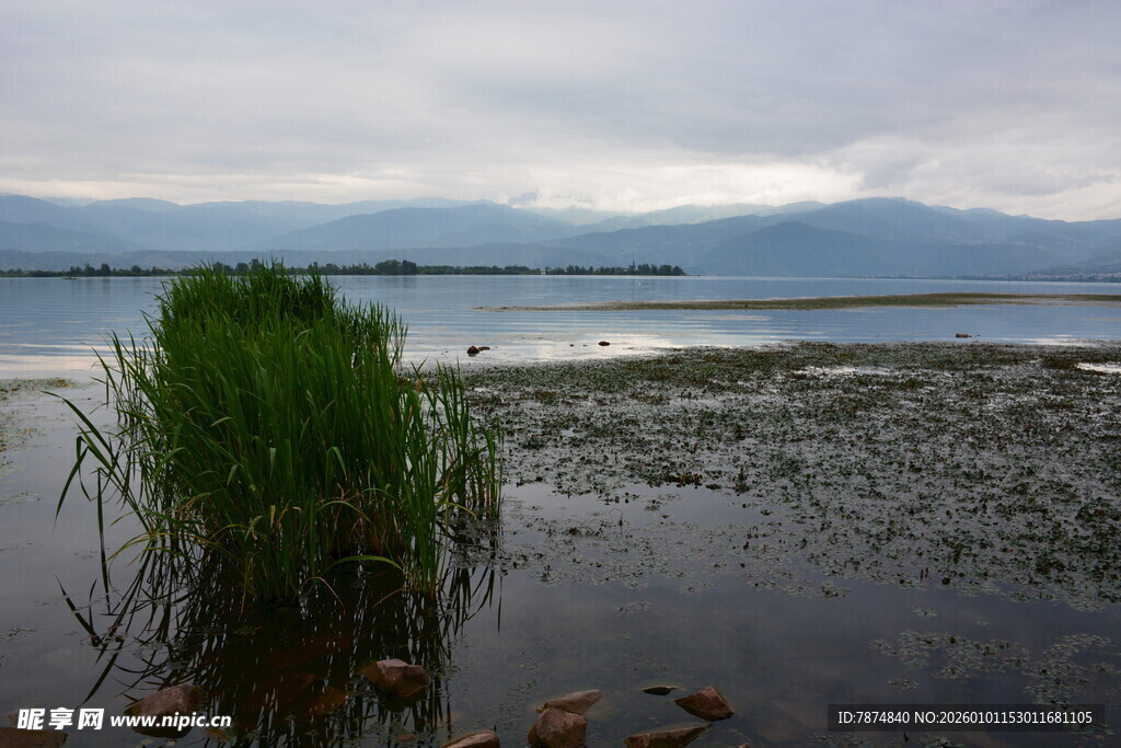 湖畔水草 静谧自然景致