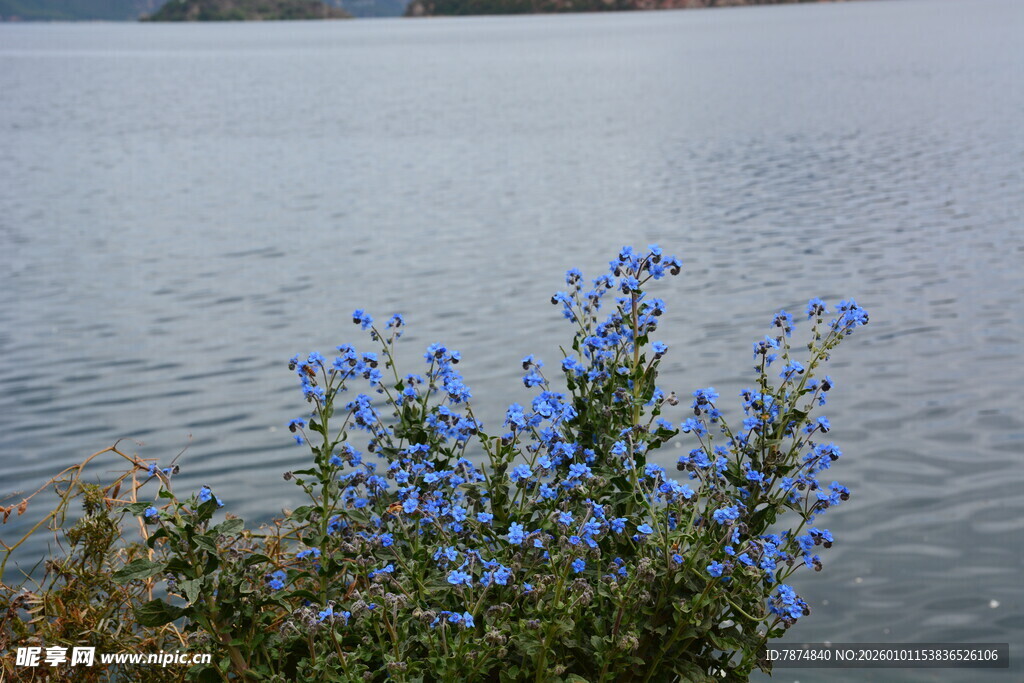 湖畔蓝花绽放