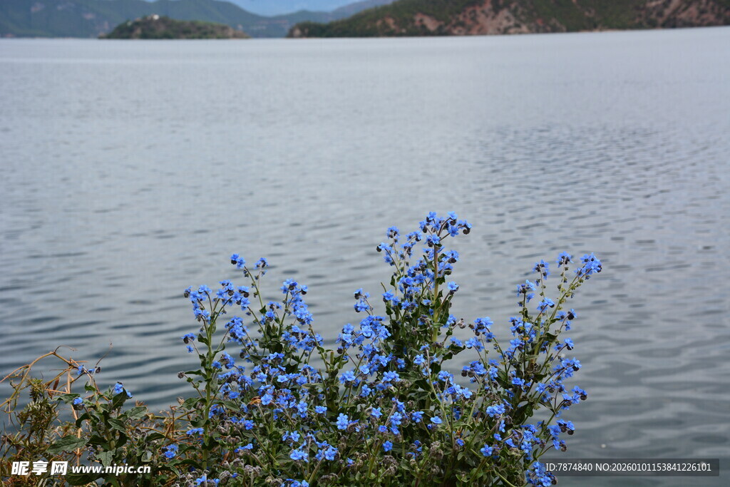 湖畔蓝花绽放