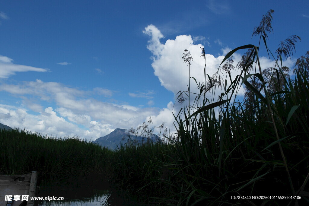 蓝天白云下的河畔绿植