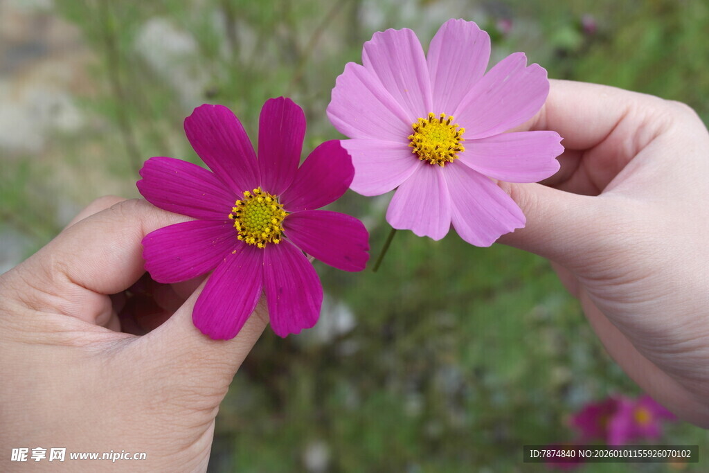 手捧两朵美丽波斯菊