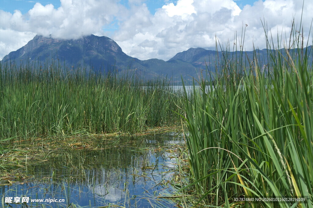 湖畔芦苇与远山美景