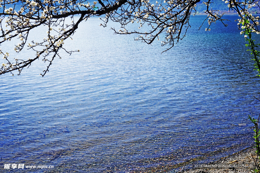 湖畔春景 花枝低垂映碧水