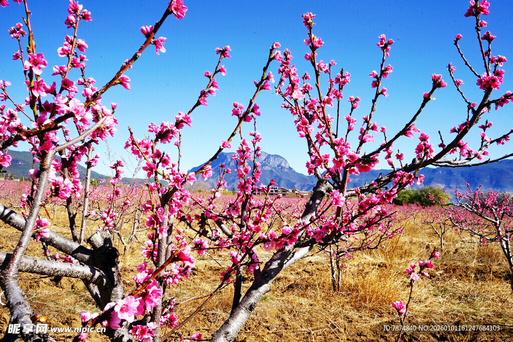春日盛开的艳丽粉色桃花
