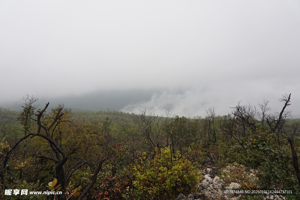 雾中荒野植被景观