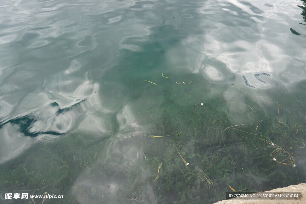 清澈水域中的水底景象