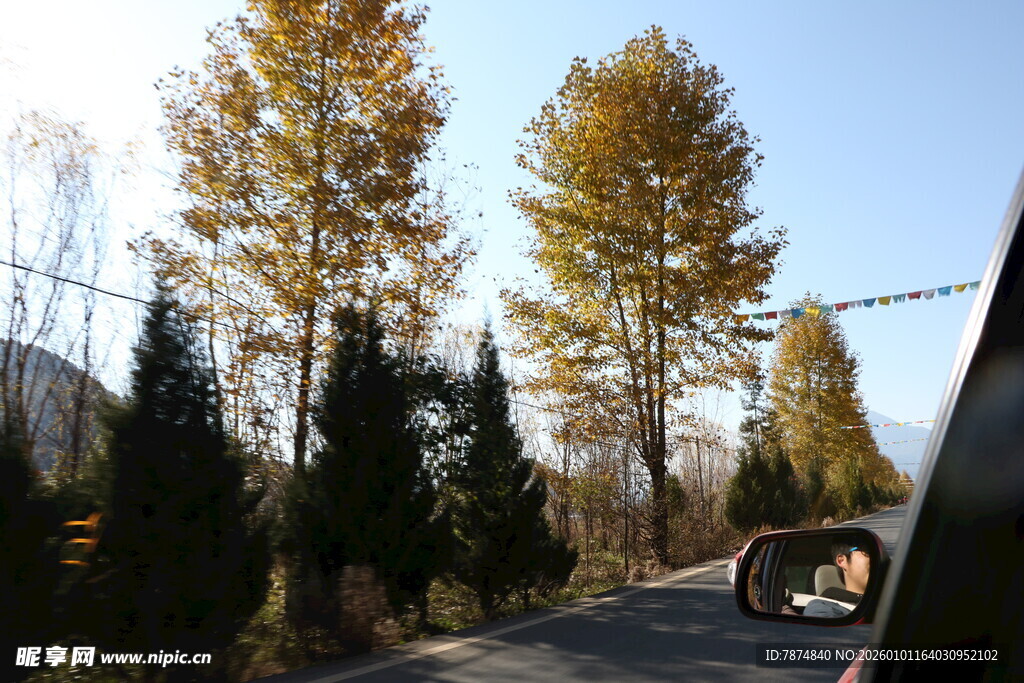 秋日公路边的挺拔树木