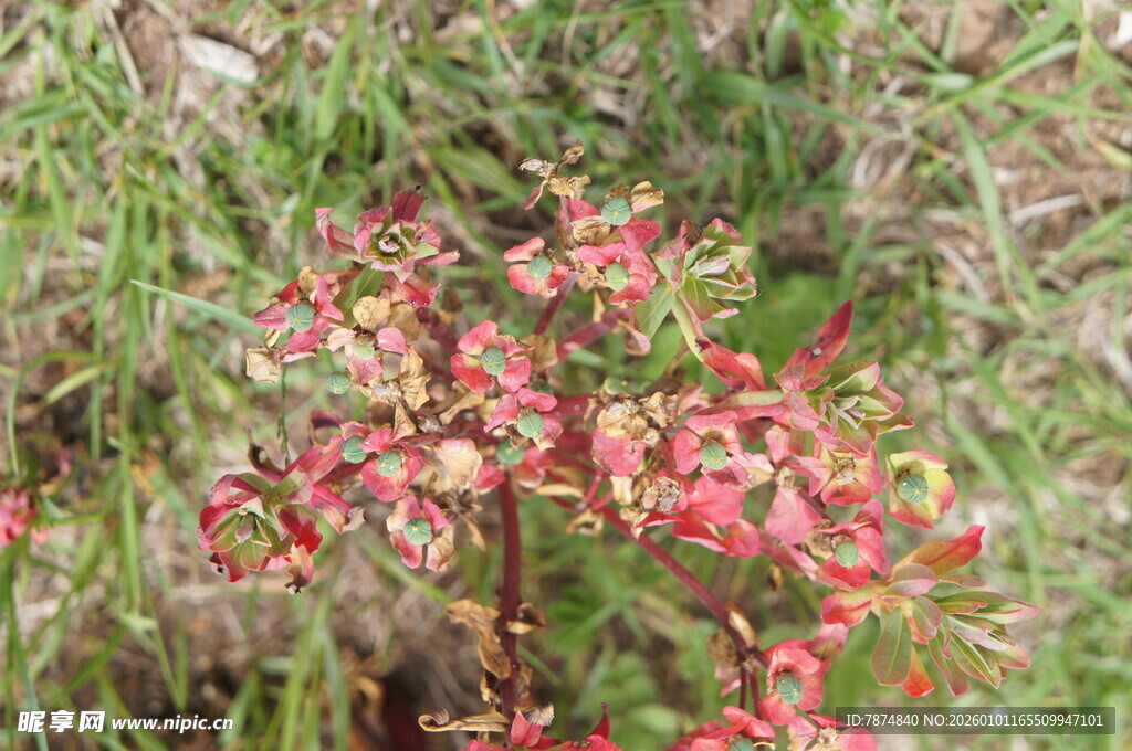 鲜艳红植物绽放于草丛