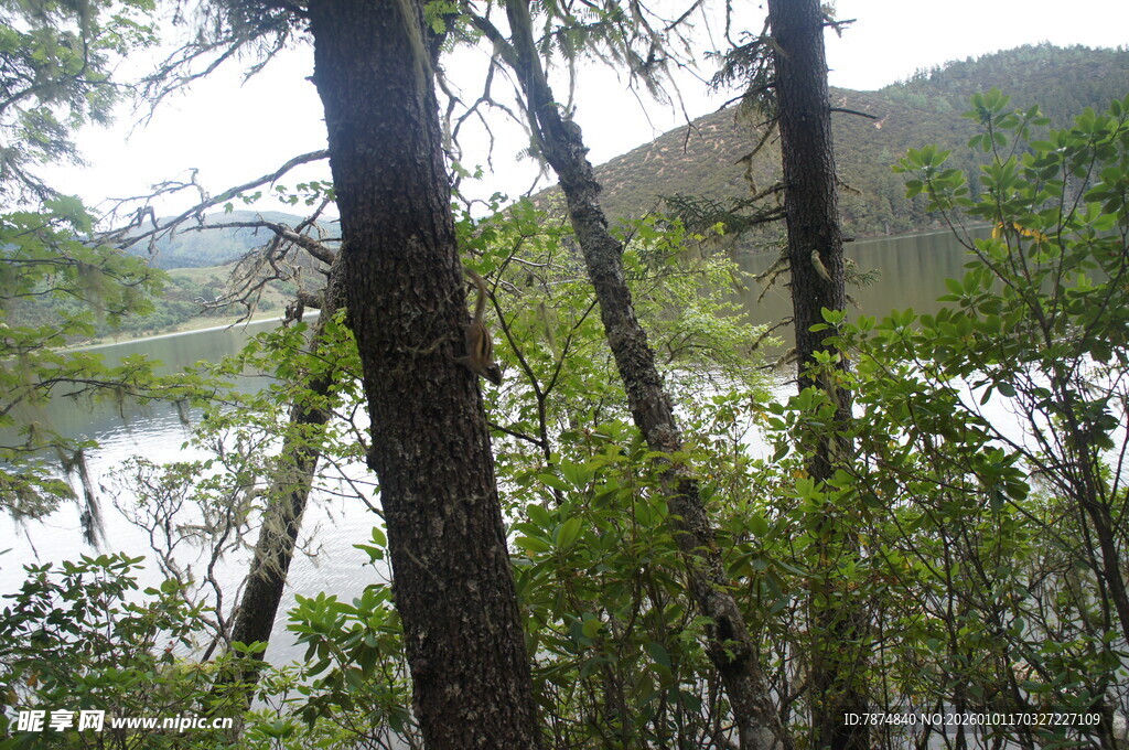 林间湖畔的自然景致