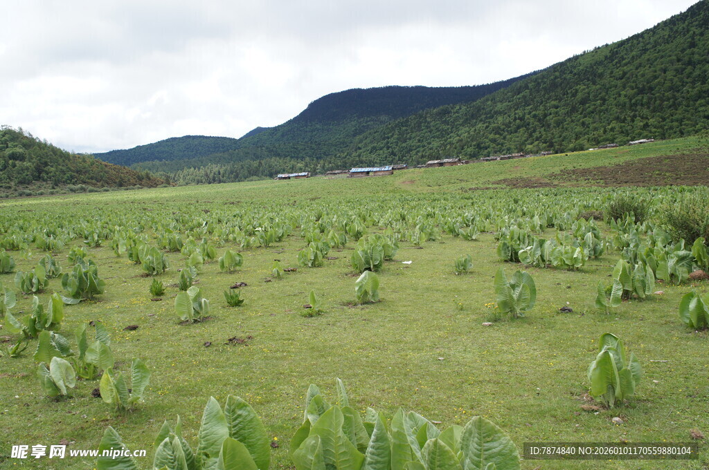 广袤绿野中的蓬勃生机