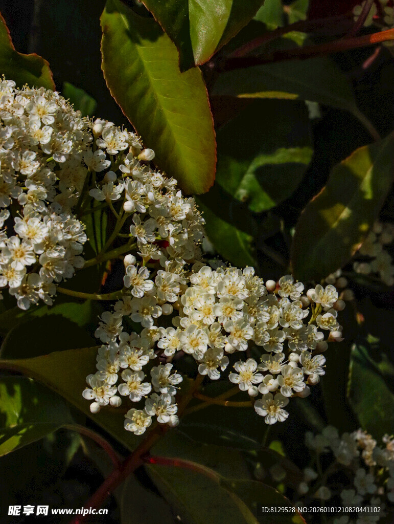 白色小花簇生于绿叶间